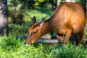 Baby Elk